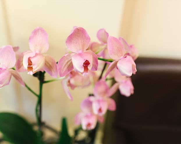 Flower in dental office waiting room