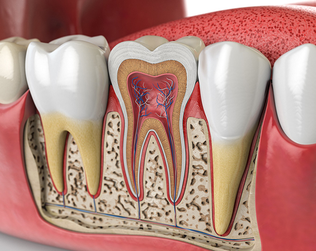 Illustration of the inner layers and nerves of a tooth